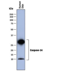 Human Caspase-14 Antibody, R D Systems 25 &mu;g | Buy Online | R&D Systems | Fisher Scientific