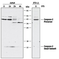 Caspase-2 Rabbit anti-Human, Mouse, Polyclonal, R D Systems 25&mu;g; Unlabeled:Antibodies,