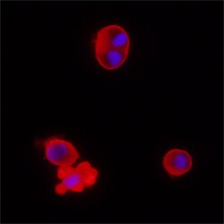 Human Caspase-2 Antibody, R D Systems 100ug; Unlabeled:Antibodies, Monoclonal