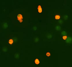 Human/Mouse Active Caspase-3 Antibody, R D Systems 25&mu;g; Unlabeled:Antibodies,