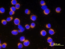 Human/Mouse Active Caspase-3 Antibody, R D Systems 25&mu;g; Unlabeled:Antibodies,