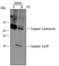 Human Caspase-3 Antibody, R D Systems 25&mu;g; Unlabeled:Antibodies, Monoclonal