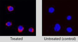 Human Caspase-3 Antibody, R D Systems 25&mu;g; Unlabeled:Antibodies, Monoclonal