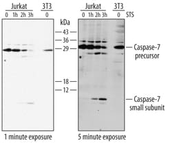 Human/Mouse Caspase-7 Antibody, R D Systems 25&mu;g; Unlabeled:Antibodies,