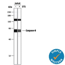Human/Mouse Caspase-8 Antibody, R D Systems 25&mu;g; Unlabeled:Antibodies,