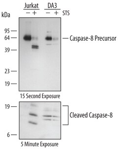 Human/Mouse Caspase-8 Antibody, R D Systems 100&mu;g; Unlabeled:Antibodies,