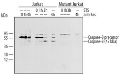 Human Caspase-8 Antibody, R D Systems 25&mu;g; Unlabeled:Antibodies, Monoclonal