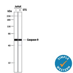 Human Caspase-9 Antibody, R D Systems 100ug; Unlabeled:Antibodies, Monoclonal