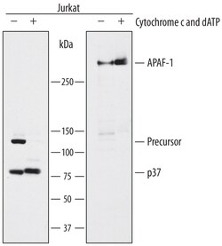 Human Caspase-9 Antibody, R D Systems 100ug; Unlabeled:Antibodies, Monoclonal