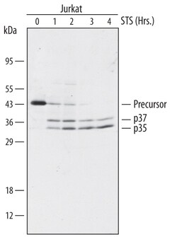 Human Caspase-9 Antibody, R D Systems 100ug; Unlabeled:Antibodies, Monoclonal