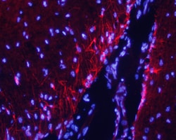 Human/Mouse/Rat Caspr2 Antibody, R D Systems 100&mu;g; Unlabeled:Antibodies,