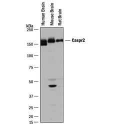 Human/Mouse/Rat Caspr2 Antibody, R D Systems 100&mu;g; Unlabeled:Antibodies,