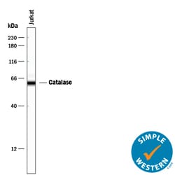 Human Catalase Antibody, R D Systems 25&mu;g; Unlabeled:Antibodies, Monoclonal