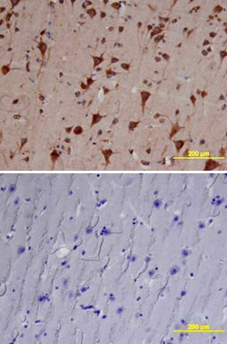 Human Cathepsin B Antibody, R D Systems 25&mu;g; Unlabeled:Antibodies,