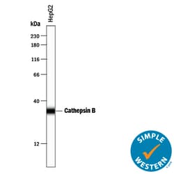 Human Cathepsin B Antibody, R D Systems 25&mu;g; Unlabeled:Antibodies,