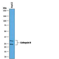 Human Cathepsin B Antibody, R D Systems 25&mu;g; Unlabeled:Antibodies,