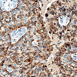Human Cathepsin C/DPPI Antibody, R D Systems 100&mu;g; Unlabeled:Antibodies,