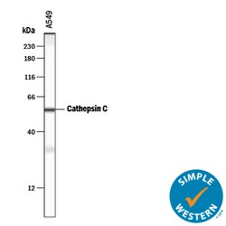 Human Cathepsin C/DPPI Antibody, R D Systems 100&mu;g; Unlabeled:Antibodies,