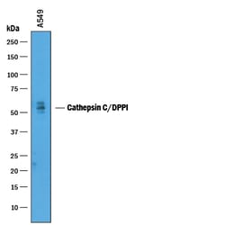 Human Cathepsin C/DPPI Antibody, R D Systems 100&mu;g; Unlabeled:Antibodies,