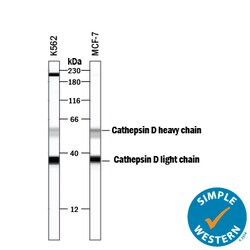 Human Cathepsin D Antibody, R D Systems 25&mu;g; Unlabeled:Antibodies,