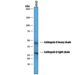 Human Cathepsin D Antibody, R D Systems 25&mu;g; Unlabeled:Antibodies,