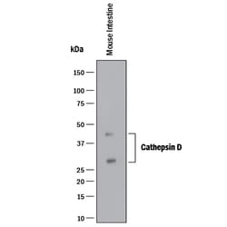 Mouse Cathepsin D Antibody, R D Systems 100&mu;g; Unlabeled:Antibodies,