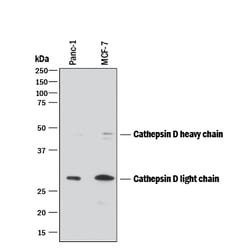 Human Cathepsin D Antibody, R D Systems 500ug; Unlabeled:Antibodies, Monoclonal