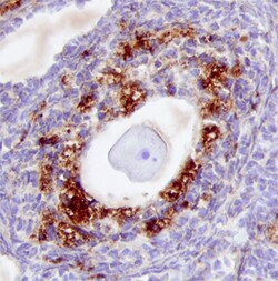 Mouse/Rat Cathepsin L Antibody, R D Systems 25&mu;g; Unlabeled:Antibodies,