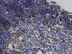 Mouse/Rat Cathepsin L Antibody, R D Systems 25&mu;g; Unlabeled:Antibodies,