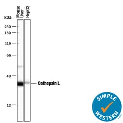 Mouse/Rat Cathepsin L Antibody, R D Systems 25&mu;g; Unlabeled:Antibodies,