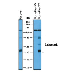 Mouse/Rat Cathepsin L Antibody, R D Systems 25&mu;g; Unlabeled:Antibodies,