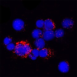 Mouse Cathepsin X/Z/P Antibody, R D Systems 100&mu;g; Unlabeled:Antibodies,