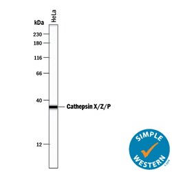 Human/Mouse/Rat Cathepsin X/Z/P Antibody, R D Systems 100&mu;g; Unlabeled:Antibodies,