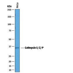 Human/Mouse/Rat Cathepsin X/Z/P Antibody, R D Systems 100&mu;g; Unlabeled:Antibodies,