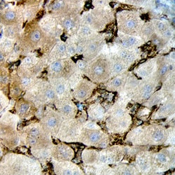 Human Caveolin-1 Antibody, R D Systems 100&mu;g; Unlabeled:Antibodies