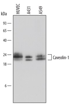 Human Caveolin-1 Antibody, R D Systems 100&mu;g; Unlabeled:Antibodies