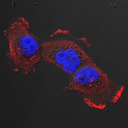 Human/Mouse/Rat Caveolin-1 Antibody, R D Systems 100ug; Unlabeled:Antibodies,