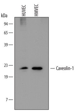 Human/Mouse/Rat Caveolin-1 Antibody, R D Systems 100ug; Unlabeled:Antibodies,