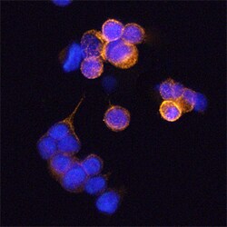 Human Phospho-Caveolin-1 (Y14) Antibody, R D Systems 25&mu;g; Unlabeled:Antibodies,