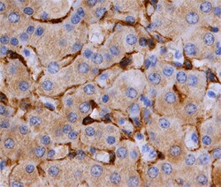 Human/Mouse/Rat Caveolin-2 Antibody, R D Systems 100&mu;g; Unlabeled:Antibodies,