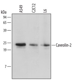 Human/Mouse/Rat Caveolin-2 Antibody, R D Systems 100&mu;g; Unlabeled:Antibodies,