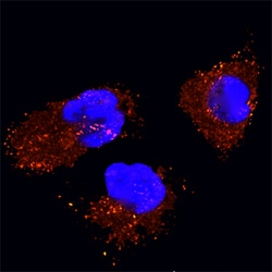 Human/Mouse/Rat Caveolin-2 Biotinylated Antibody, R D Systems 50ug; Biotin:Antibodies,
