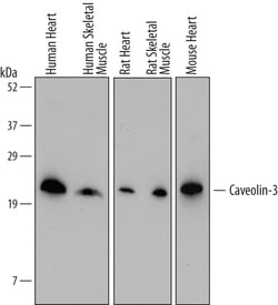 Human Caveolin-3 Antibody, R D Systems 25&mu;g; Unlabeled:Antibodies, Monoclonal