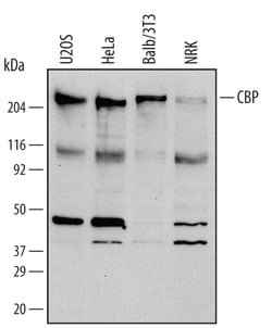 Human/Mouse/Rat CBP Antibody, R D Systems 25&mu;g; Unlabeled:Antibodies,