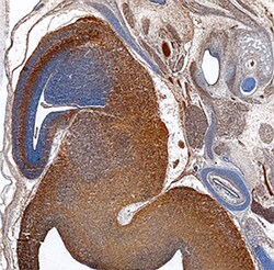 Mouse Ccd1/DIXDC1 Antibody, R D Systems 25&mu;g; Unlabeled:Antibodies,