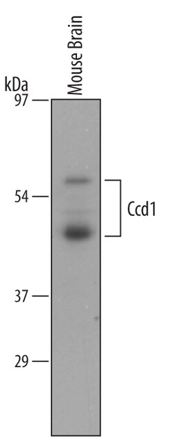 Mouse Ccd1/DIXDC1 Antibody, R D Systems 25&mu;g; Unlabeled:Antibodies,
