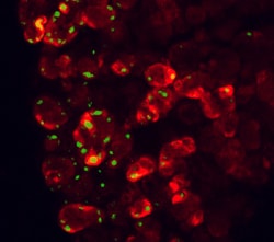 Human/Mouse/Rat CCK-AR Antibody, R D Systems 25&mu;g; Unlabeled:Antibodies,