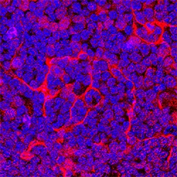 Mouse CCL11/Eotaxin Antibody, R D Systems 100&mu;g; Unlabeled:Antibodies,