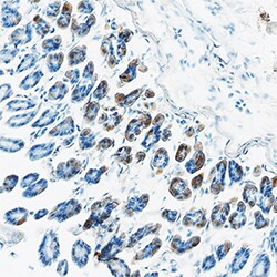 Mouse CCL11/Eotaxin Biotinylated Antibody, R D Systems 50&mu;g; Biotin:Antibodies,