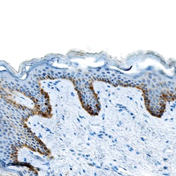Human CCL11/Eotaxin Antibody, R D Systems:Antibodies:Primary Antibodies